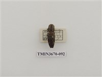 藏品(叩頭蟲(1))的圖片